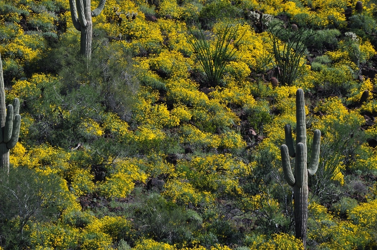 wildflowers